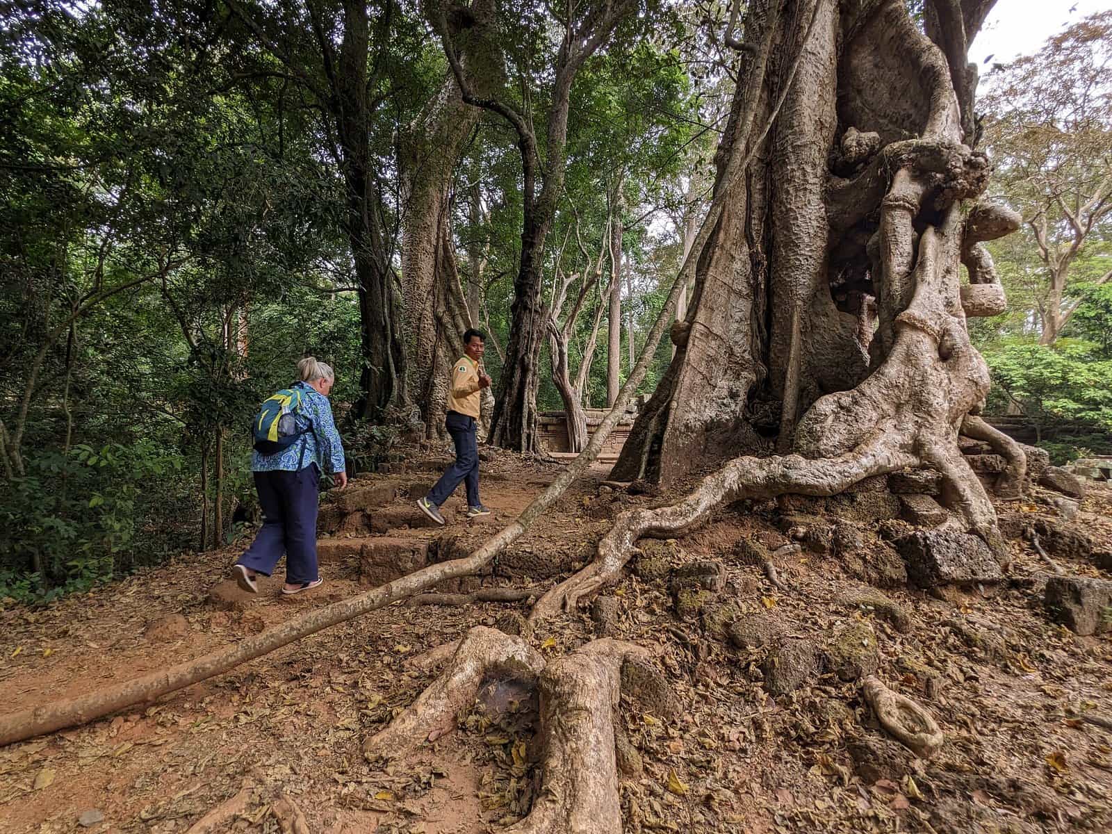 Travellers walking past giant tree roots on a forest path at Ta Prohm