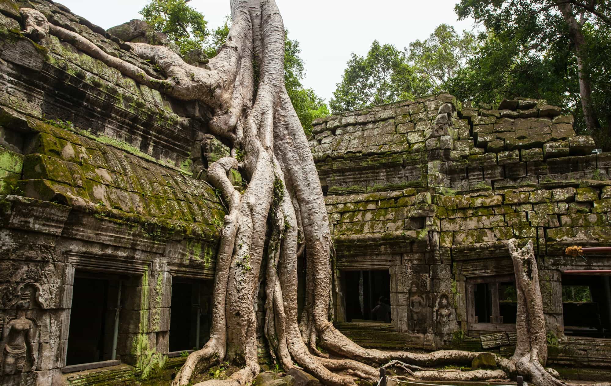 Giant tree roots growing over the stones of Ta Prohm