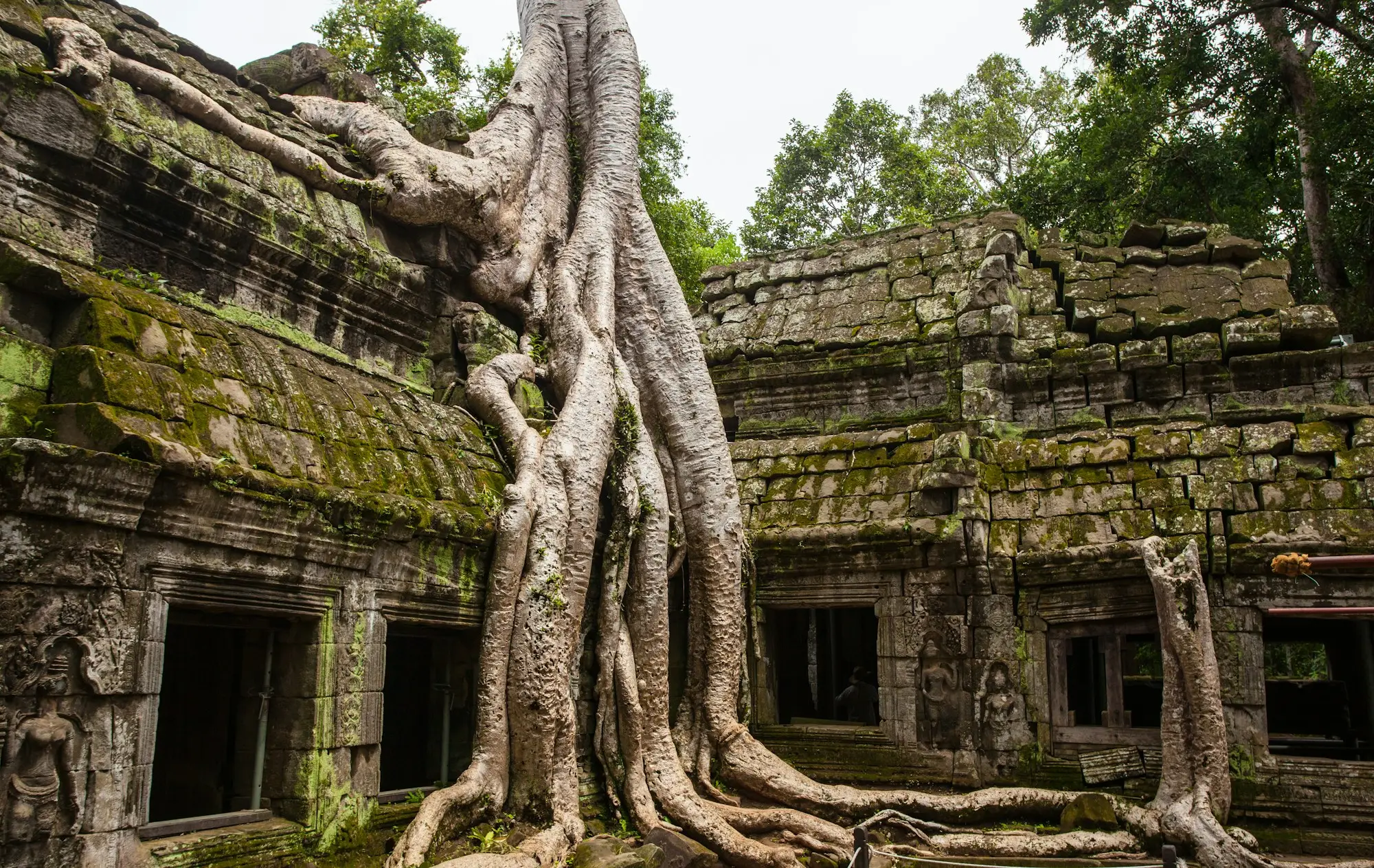 Giant strangler fig roots growing over a stone gallery at Ta Prohm temple